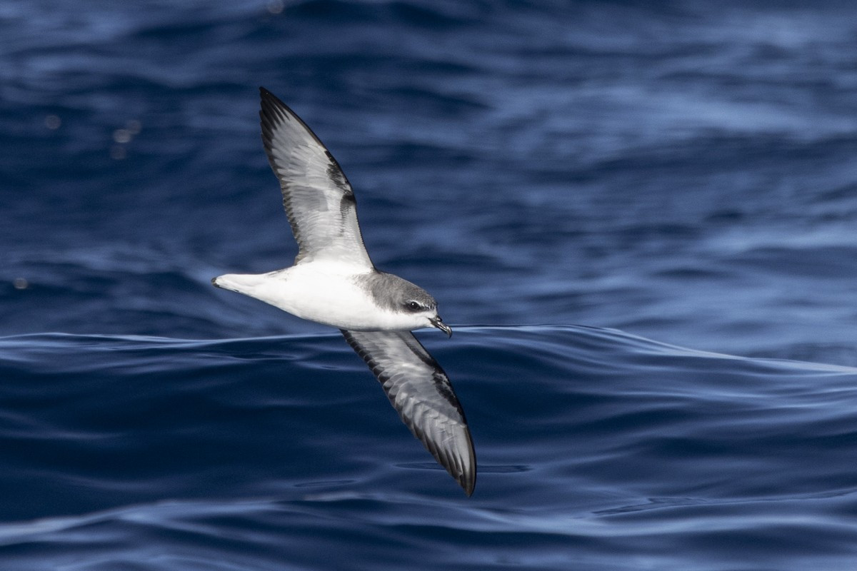 image Pycroft's Petrel